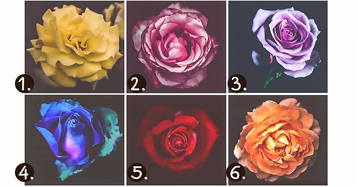 Личностный тест: какая роза самая красивая для вас?