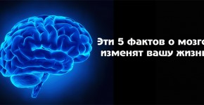 Наш мозг уникален