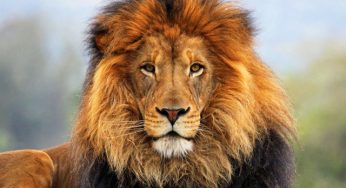 30 простых и важных причин, почему никто не может жить без Львов
