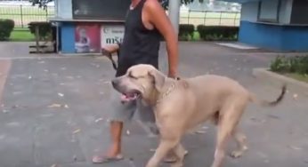 Ниндзя кошка на защите потомства