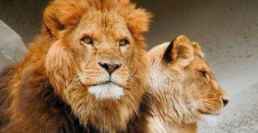 Если ты лев, то жена твоя львица, а если ...