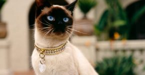 Зачем ваша кошка пришла именно к вам?