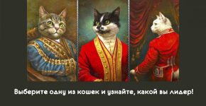 Смотрите, какие красивые кошки! Выберите одну из кошек и узнайте, какой Вы лидер!