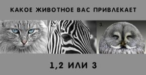 Выберите животное, которое Вас привлекает больше всего! Результат точно удивит