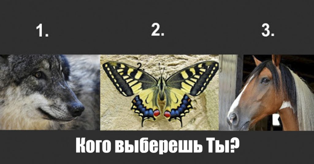 Какую энергию используют животные. Выбери животное. Тест на выбор животного. Тест выбери животных. Тест выбери картинку каким животным.